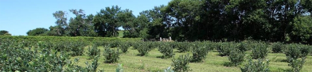 Black Squirrel Aronia Berries organic certified vineyard