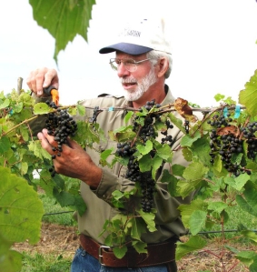 vineyard grape harvest organic charlie caldwell